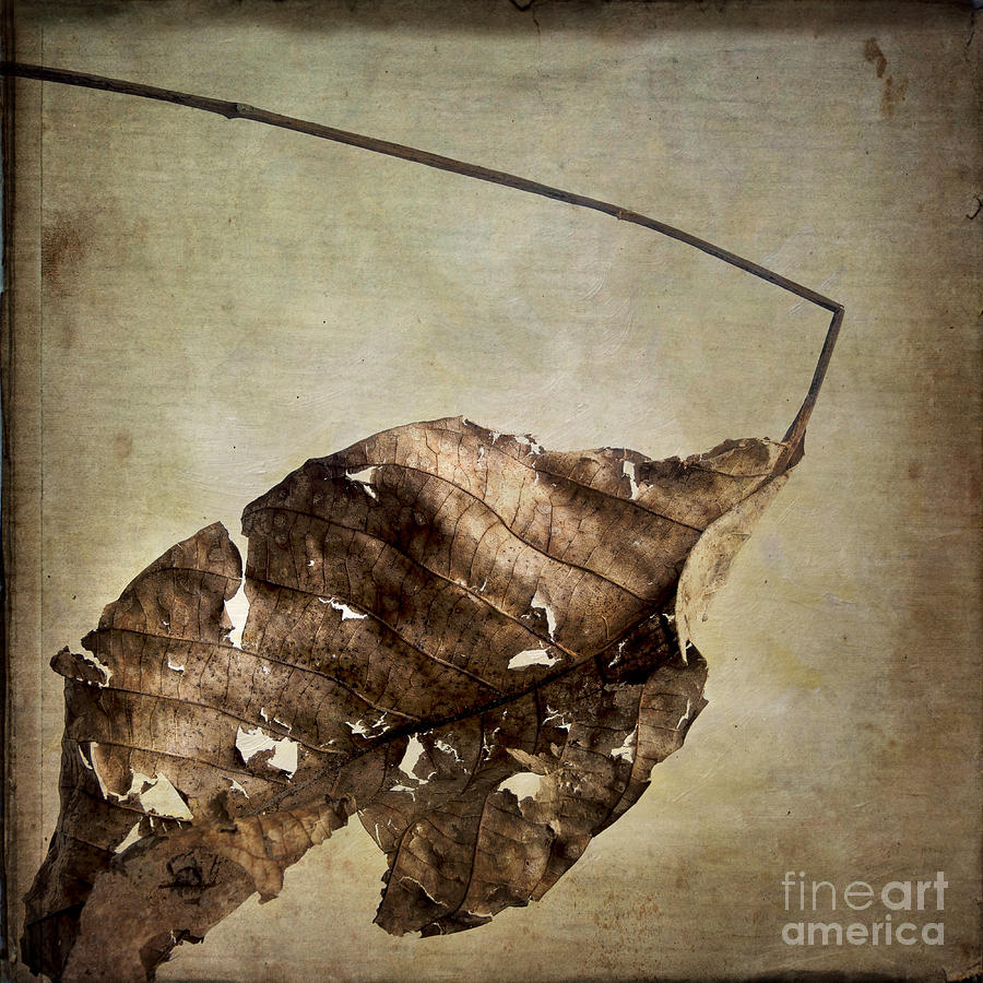 Textured leaf Photograph by Bernard Jaubert Fine Art America