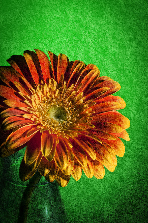 Textured orange flower Photograph by Nathan Wright
