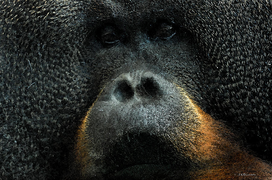 Textured Orangutan Photograph by Teresa Blanton