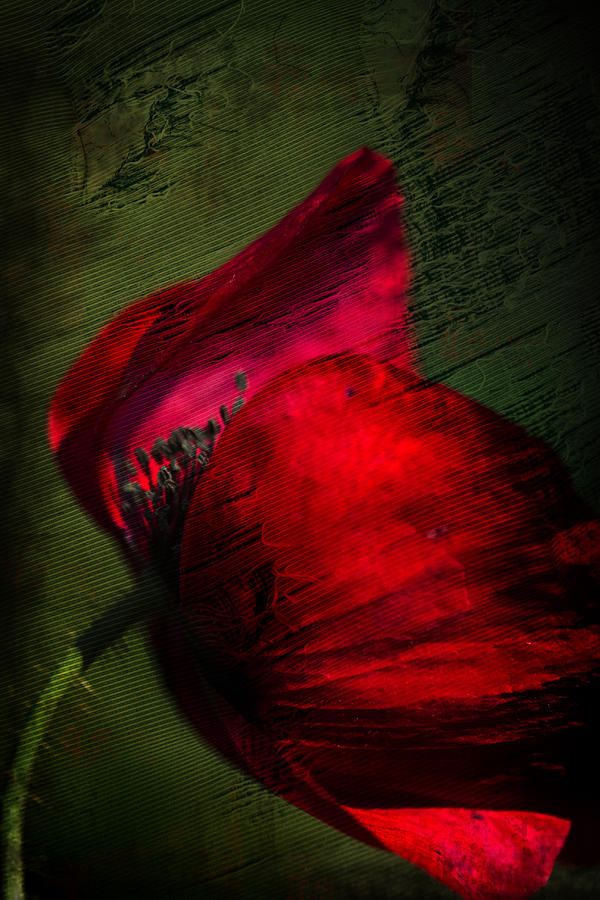 Textured Red Poppy Oriental Wildflower Blowing In The Wind Photograph by Kathy Clark