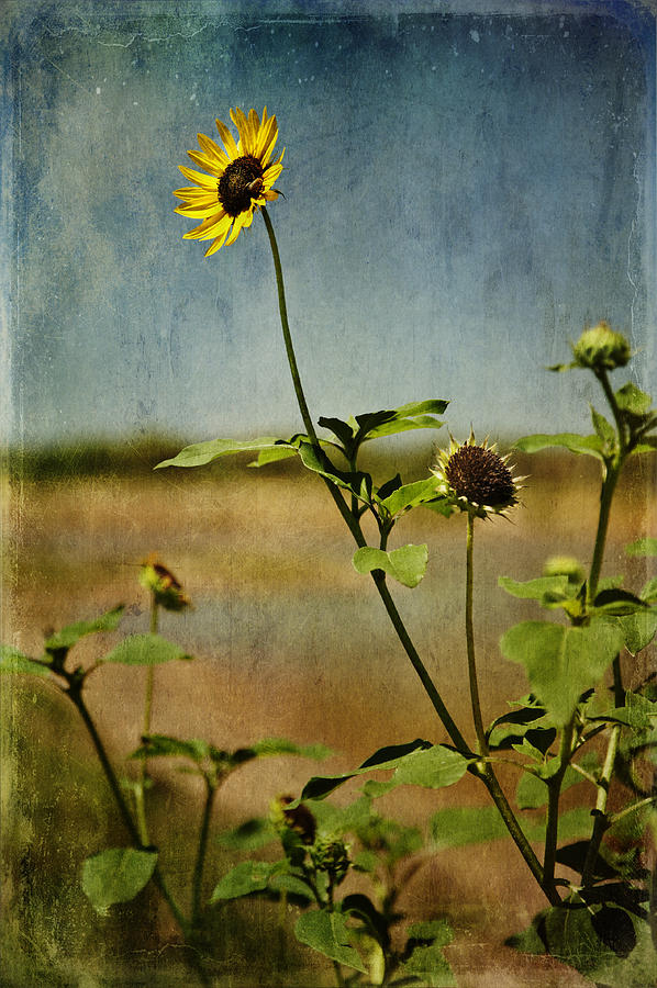 Textured Sunflower Digital Art by Melany Sarafis