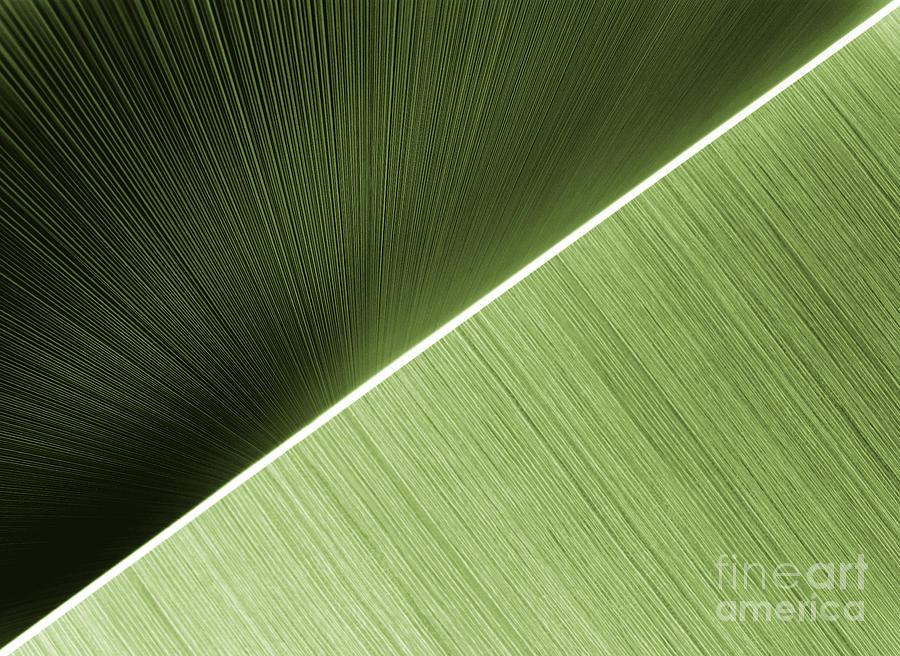 Abstract Photograph - Patterns and Colors. Green. by Ausra Huntington nee Paulauskaite