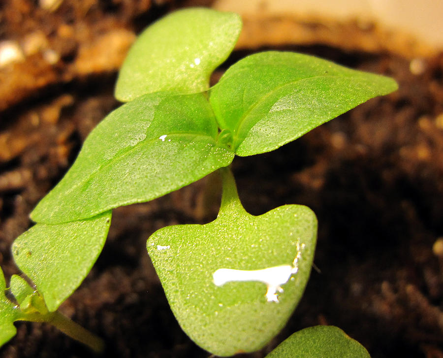 Thai Basil Seedling Photograph by Mel Little | Fine Art America