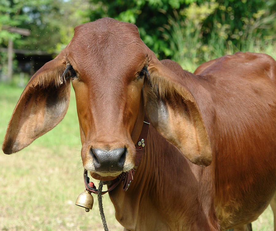 Thai Cow Photograph by David Foster