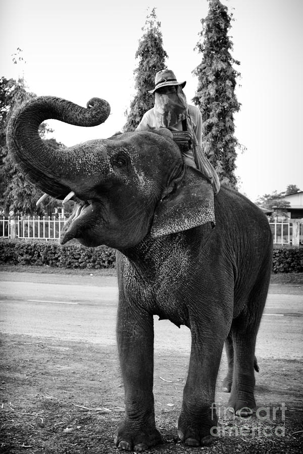 Thai Elephant Roar Photograph by Thanh Tran