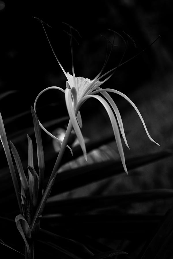 Thai Lily Photograph By Darren Strubhar