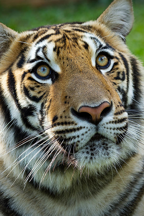 Thai Tiger Photograph by Photo by Sayid Budhi