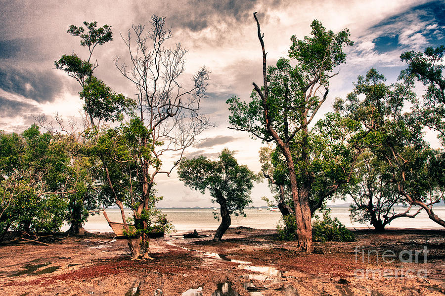 Tree Photograph - Thailand by Eugene Volkov