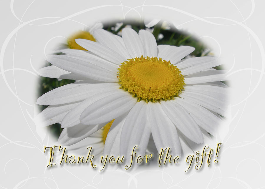 Thank You For The Gift Greeting Card - White Daisy Photograph by Carol Senske