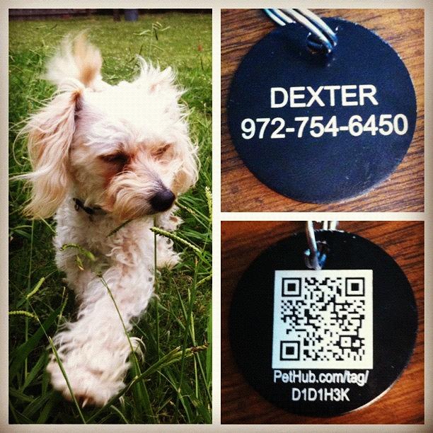 Thank You @pethub For Dexters Doggie Photograph by Photos For Fido