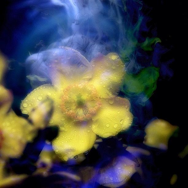 Flowers Still Life Photograph - Thanks To This Wet Rainy Grey British by Phil Martin