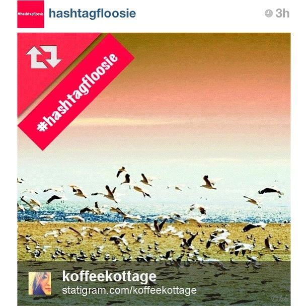 Thankyou For The Feature Of My Seagulls Photograph by Koffee Kottage