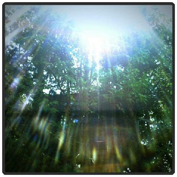 Nature Photograph - That #sun #flare Is Not Photo Filtered! by Natalia D