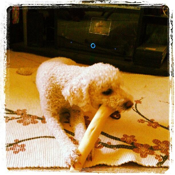 Thats A Big Bone For A Little Poodle! Photograph by Carly Knoll
