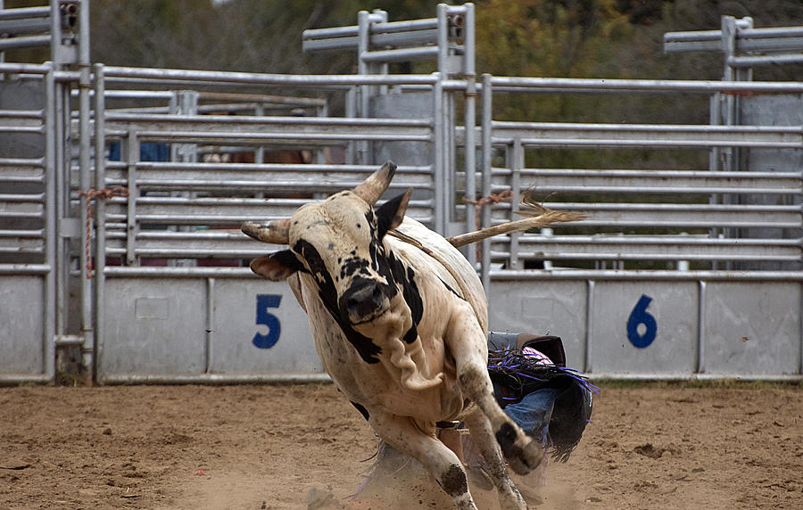 That's Bull Photograph by Cheryl Cencich - Fine Art America