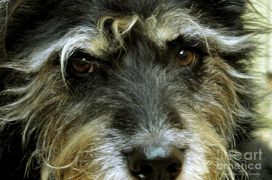 Thats My Scruffy Dog Photograph by Kathie McCurdy