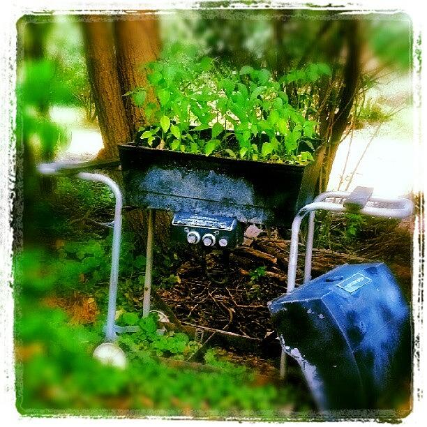 Nature Photograph - Thats One Way To Use A #barbeque! by Natalia D
