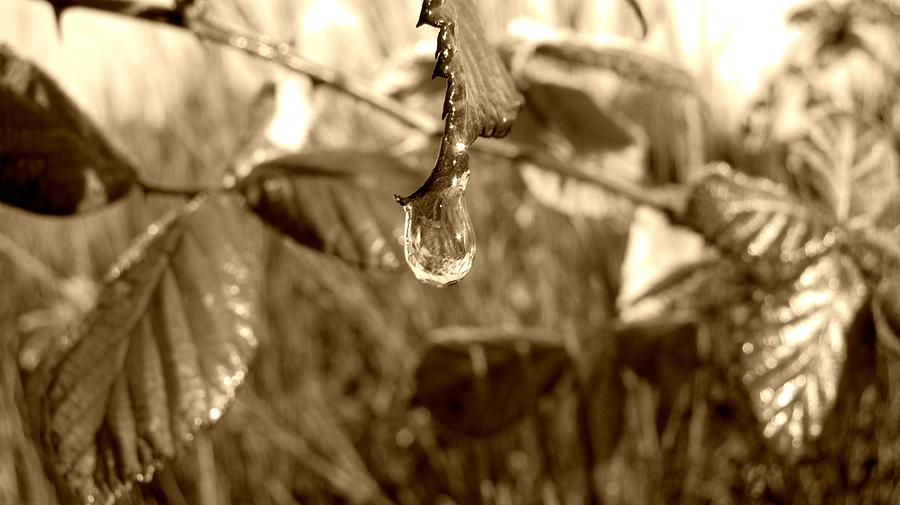 Thawing Sepia Leaves Photograph by KATIE Vigil