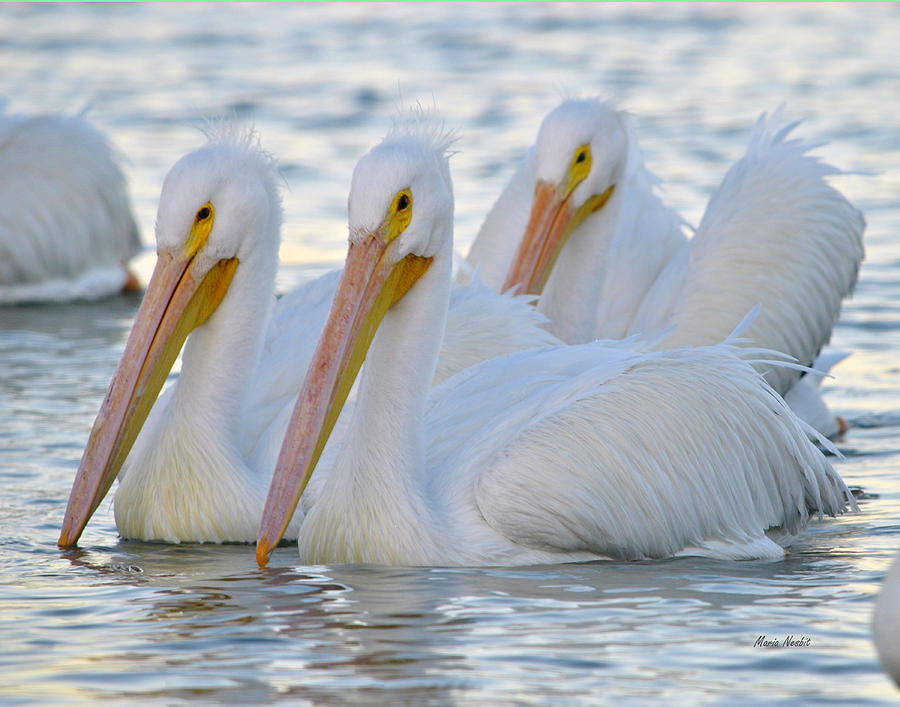 Pelican Photograph - The 3 Amigos by Maria Nesbit