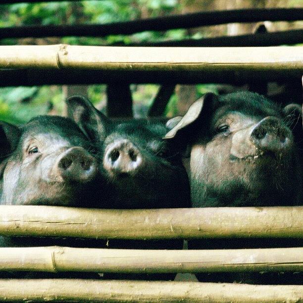 Pig Photograph - The 3 Little Pigs..#thailand #pigs by A Rey