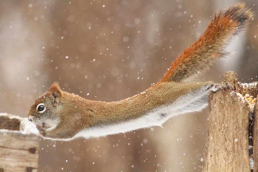 Winter Photograph - The Acrobat by Mircea Costina Photography