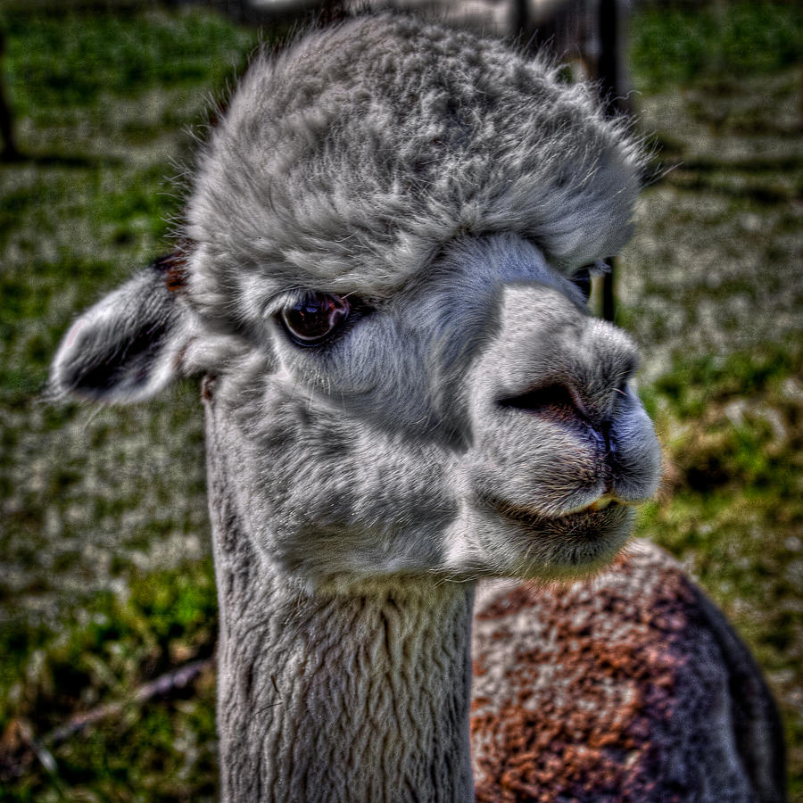 The Alpaca Photograph by David Patterson