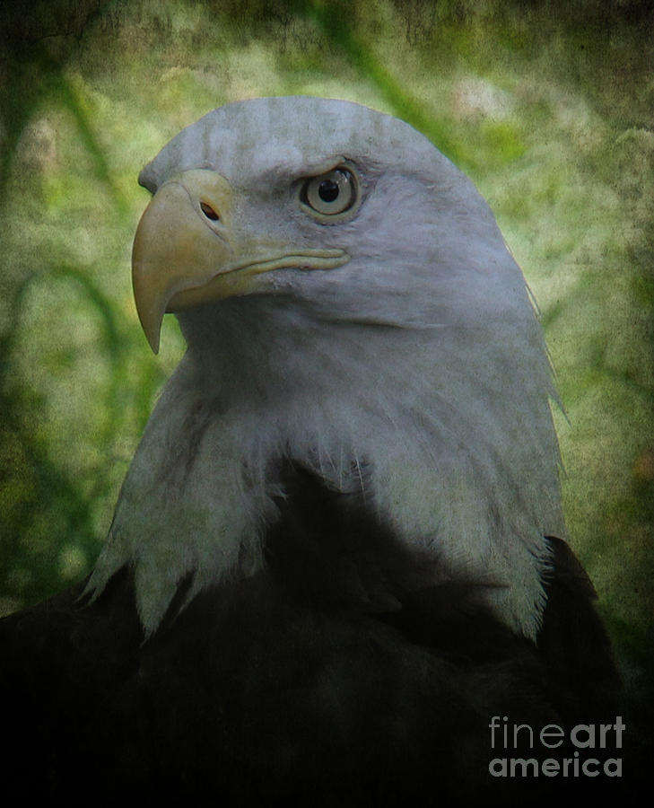 The American Bald Eagle - Lee Dos Santos Photograph by Lee Dos Santos ...