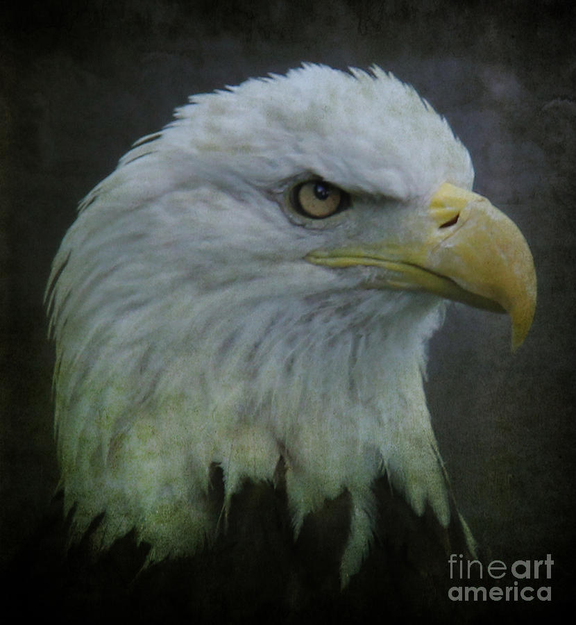 Eagle Photograph - The American Bald Eagle II by Lee Dos Santos