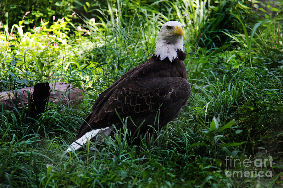 The American Bald Eagle III Photograph by Lee Dos Santos