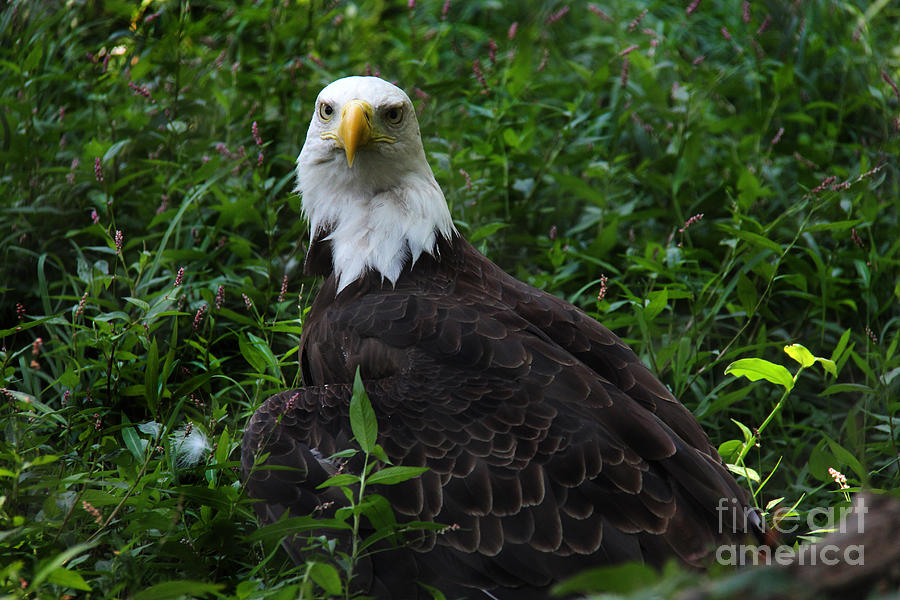 The American Bald Eagle IV Photograph by Lee Dos Santos