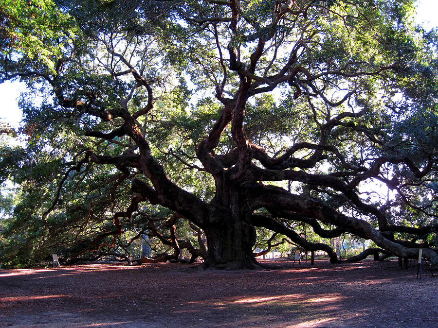 The Angel Oak In Charleston Sc by Susanne Van Hulst