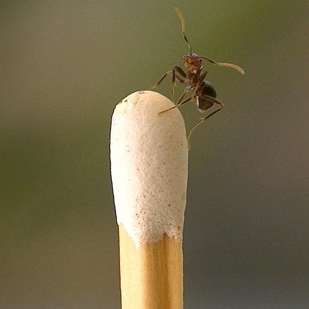 The Ant and The Matchstick Photograph by Cameron Bentley