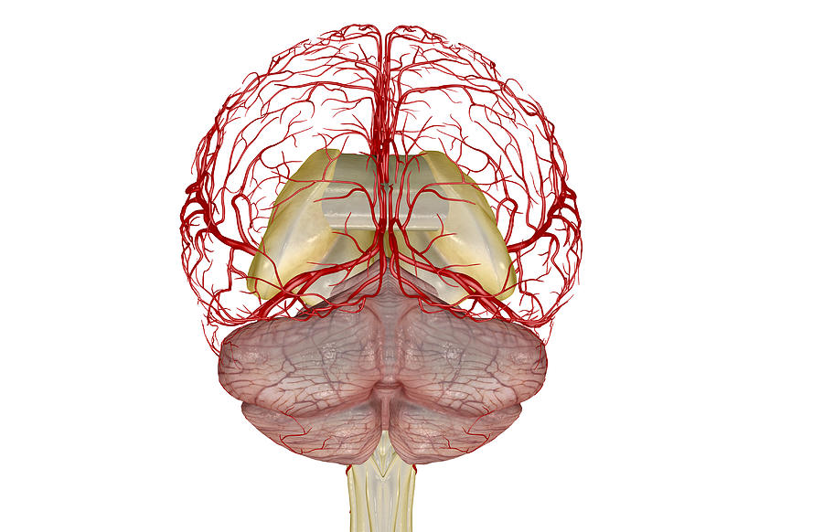 The Arteries Of The Brain Digital Art by MedicalRF.com