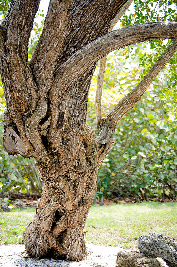 The Artsy Tree Photograph by Mike Rivera - Pixels