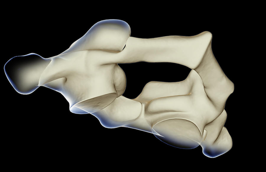 The Atlas Bone Digital Art by MedicalRF.com