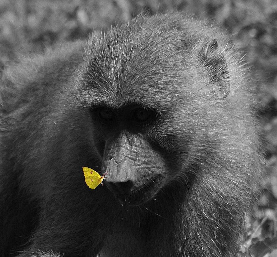 The Baboon and the Butterfly Digital Art by Carrie OBrien Sibley
