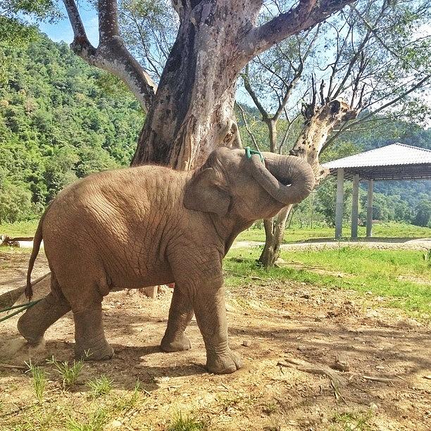 The Baby Girl At Elephant Nature Park Photograph by Diana Edelman