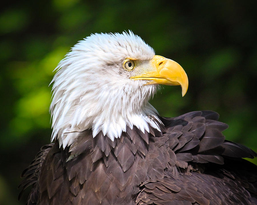 The Bald Eagle Photograph by Steve McKinzie