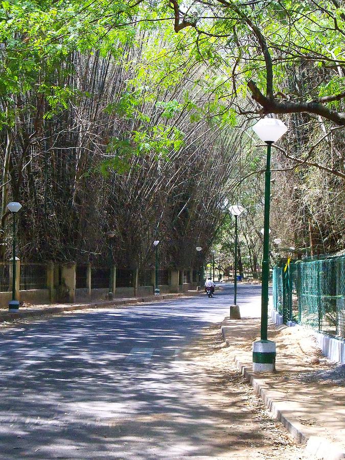 The Bamboo street - Cubbon Park Photograph by Rahul Narasimhan - Pixels