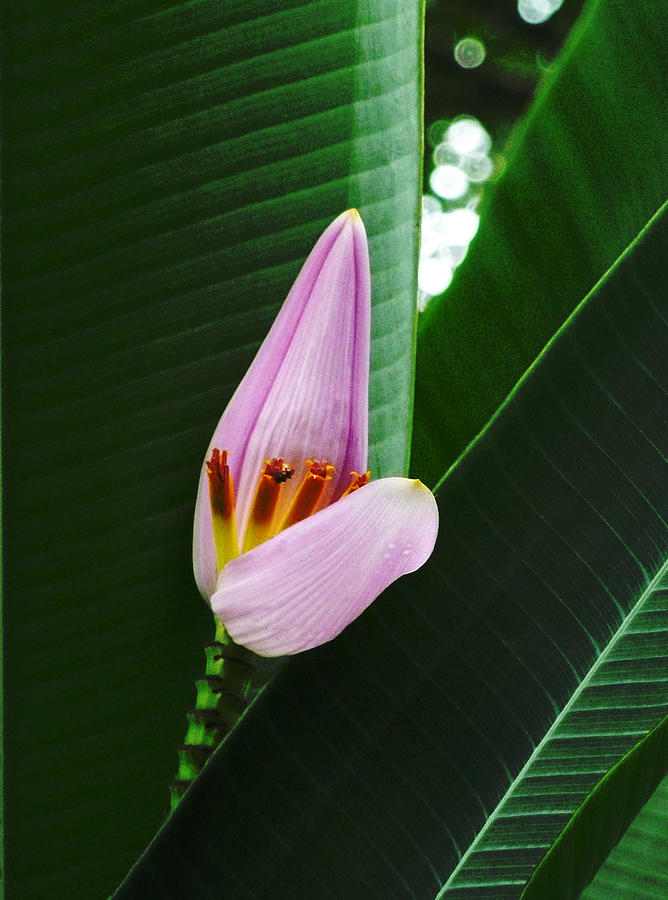 Banana Photograph - The Banana Flower and Fruit by Steve Taylor