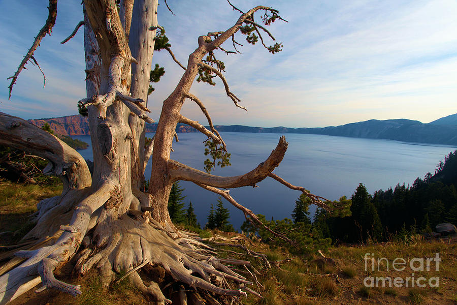 The Banks Of Crater Lake Photograph by Adam Jewell