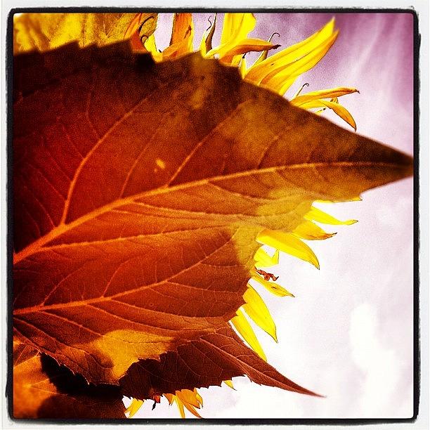 Sunflower Photograph - The Bashful Sunflower. #sunflower by Molly Slater Jones
