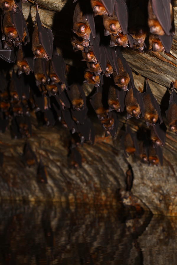 The Bat Cave Photograph by Bruce J Robinson