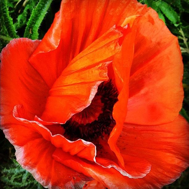 Poppy Photograph - The Beautiful Icelandic Poppy by Christopher Campbell