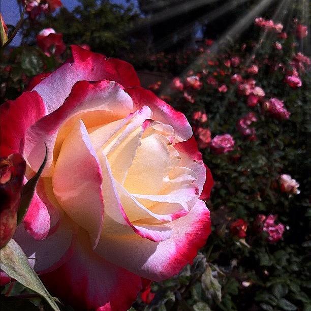 Rose Photograph - The Beautiful #roses Of San Diego At by Natalie Murphy