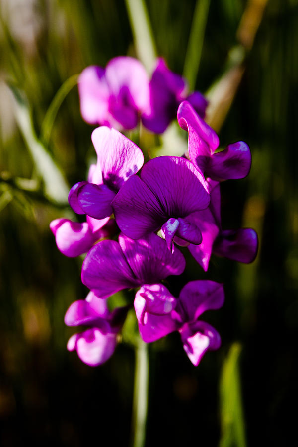 The Beautiful Sweet Pea Flower Photograph by David Patterson