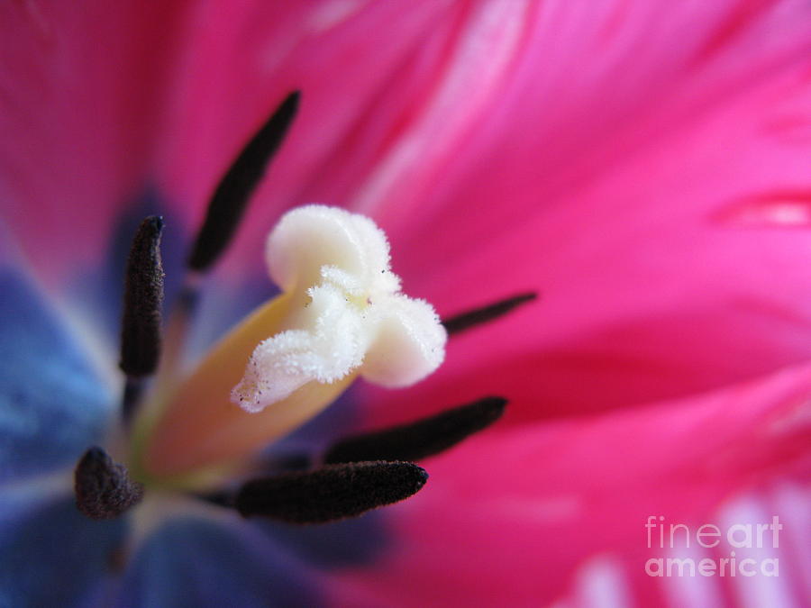 Spring Photograph - The Beauty From Inside by Ausra Huntington nee Paulauskaite
