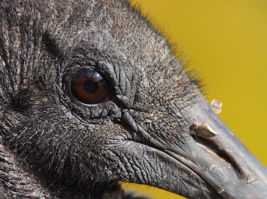 The Beauty Is In The Details - Black Vulture Photograph by Bruce J Robinson