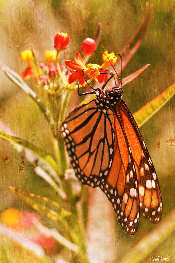 The Beauty Of A Butterfly Photograph by Heidi Smith