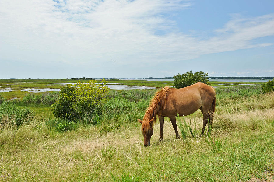 The beauty of Assateague Photograph by Kelley Nelson